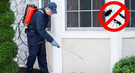 Güney Kene İlaçlama böcek ilaçlama ve haşere kontrolü — ilaclama-tr.com